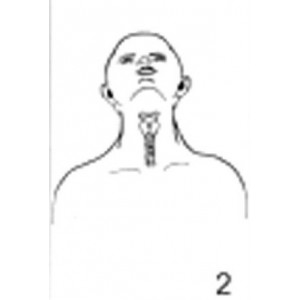 Anatomical Drawings, AP Extended Neck