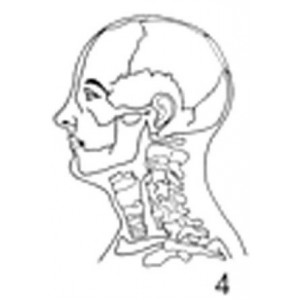 Anatomical Drawings, Left Lateral Head and Neck