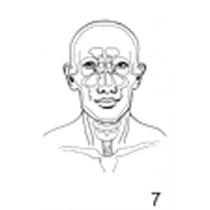 Anatomical Drawings, AP Sinuses