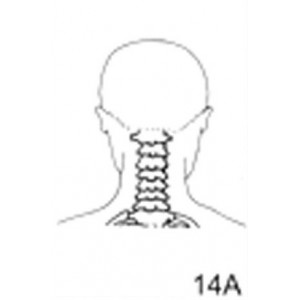 Anatomical Drawings, PA Cervical Spine