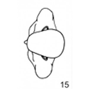 Anatomical Drawings, Vertex Head and Shoulders