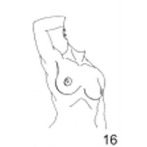 Anatomical Drawings, Right Tangential Breast, 2 Breasts