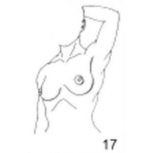 Anatomical Drawings, Left Tangential Breast, 2 Breasts