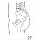 Anatomical Drawings, Left Lateral Pelvis