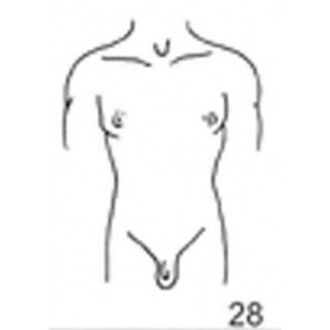 Anatomical Drawings, AP Male Torso
