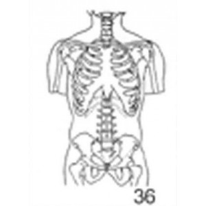 Anatomical Drawings, AP Torso Skeletal
