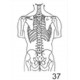 Anatomical Drawings, PA Torso Skeletal