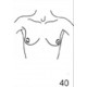 Anatomical Drawings, AP Upper Torso Female