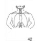 Anatomical Drawings, AP Mantle