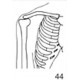 Anatomical Drawings, AP Right Shoulder