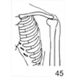 Anatomical Drawings, AP Left Shoulder