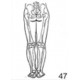 Anatomical Drawings, PA Lower Skeletal