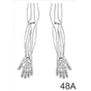 Anatomical Drawings, AP Upper Limb