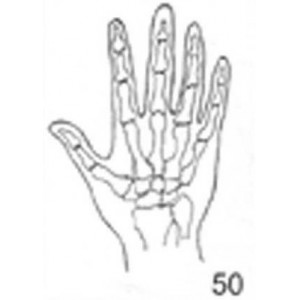 Anatomical Drawings, PA Right Hand