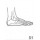 Anatomical Drawings, Right Lateral Foot
