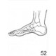 Anatomical Drawings, Right Medial Foot