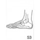 Anatomical Drawings, Left Lateral Foot