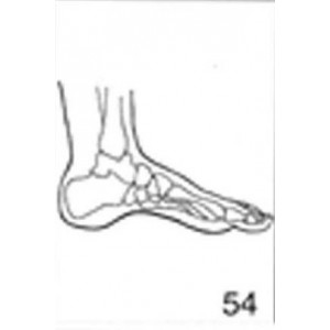 Anatomical Drawings, Left Medial Foot
