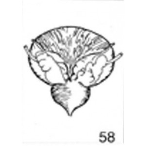 Anatomical Drawings, Bladder and Prostate