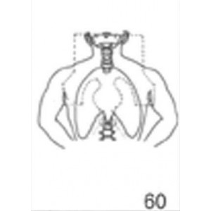 Anatomical Drawings, AP Mantle with Blocking