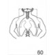 Anatomical Drawings, AP Mantle with Blocking