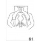 Anatomical Drawings, PA Mantle with Blocking