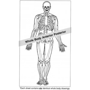 Anatomical Drawings, AP Whole Body