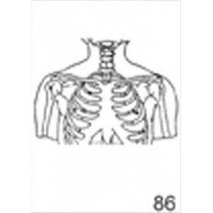 Anatomical Drawings, AP Upper Skeletal