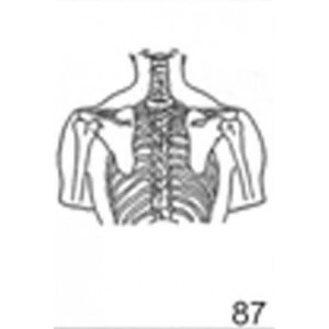 Anatomical Drawings, PA Upper Skeletal
