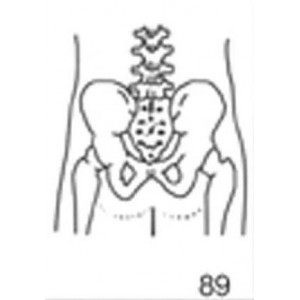 Anatomical Drawings, PA Pelvis