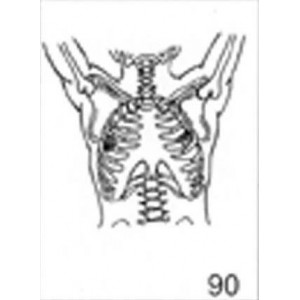 Anatomical Drawings, AP Upper Skeletal with Arms Up