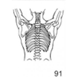 Anatomical Drawings, PA Upper Skeletal with Arms Up