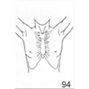 Anatomical Drawings, AP Upper Torso Male with Arms Up