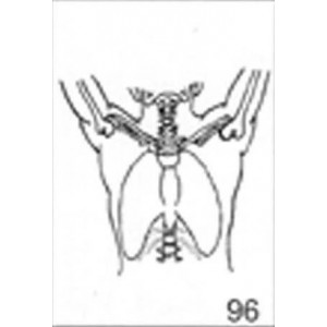 Anatomical Drawings, PA Mantle with Arms Up